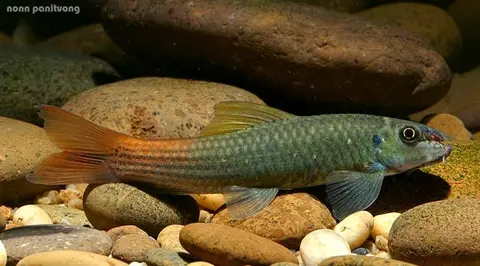 Garra sp. 'redtail'