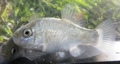 Cyprinodon alvarezi