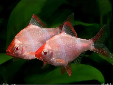 虎皮鱼