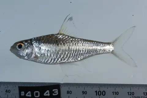 Mystacoleucus greenwayi
