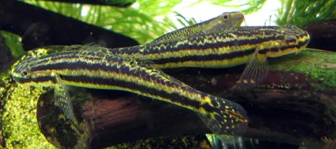 Stiphodon ornatus
