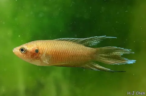 香港斗鱼