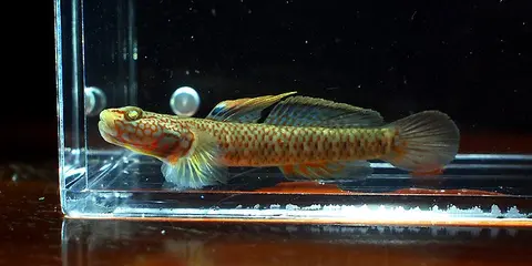 丝鳍吻鰕虎鱼