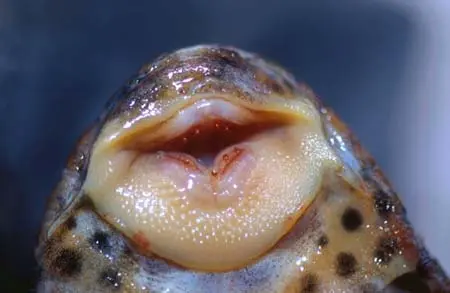 Hypostomus cf. cochliodon