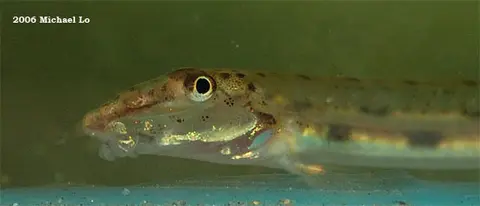 Acanthopsoides robertsi