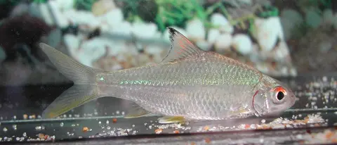 Mystacoleucus argenteus