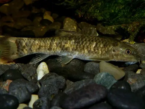 Garra poecilura