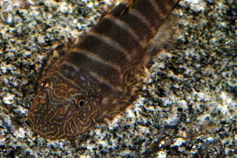 Gastromyzon viriosus