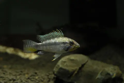Apistogramma barlowi