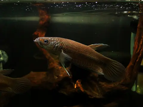 Betta sp. 'Antuta/Bulungan'