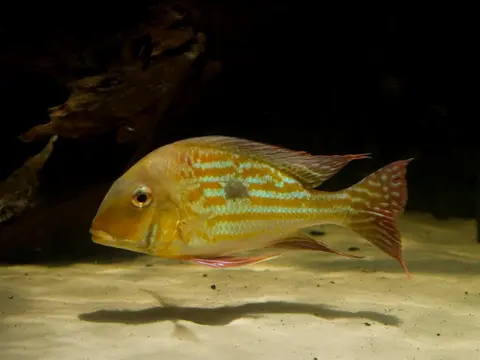 Geophagus winemilleri