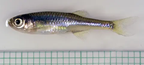 Devario sp. 'purple cypris'