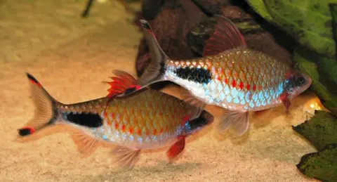 Dawkinsia assimilis