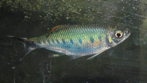 Barilius malabaricus