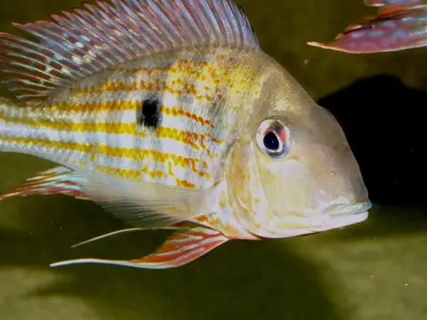 Geophagus abalios