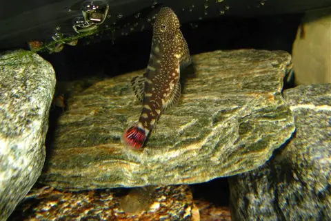 Gastromyzon ocellatus