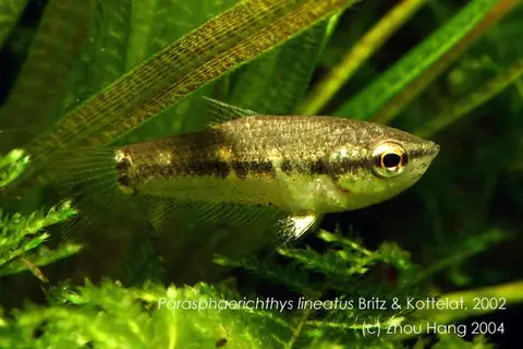 Parasphaerichthys lineatus