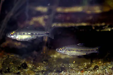 'Barbus' sublineatus