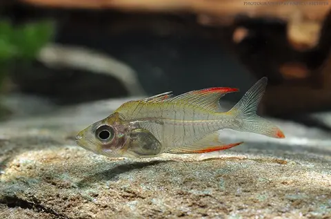 Gymnochanda verae