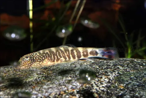 Gastromyzon ocellatus