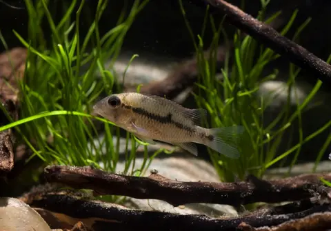'Geophagus' crassilabris