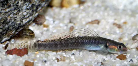 Stiphodon ornatus