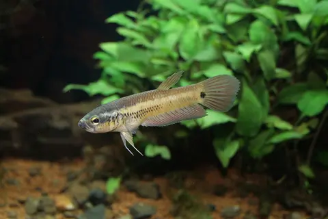 Betta ocellata