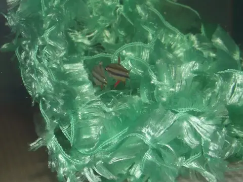 短铅笔鱼