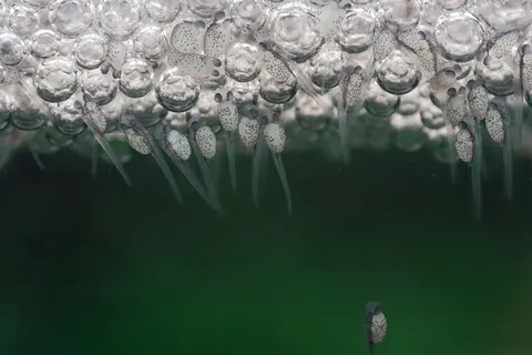 泰国斗鱼