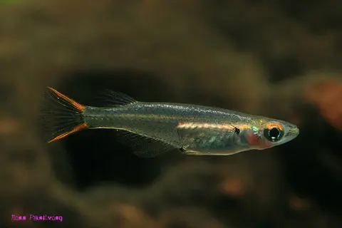 Oryzias songkhramensis