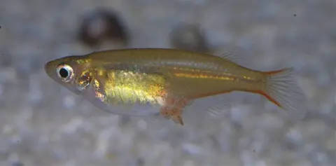 Oryzias wolasi