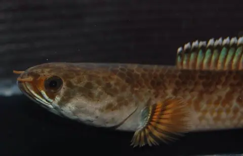 Channa burmanica