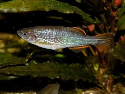 Danio kyathit
