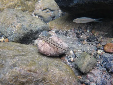 浅色条鳅