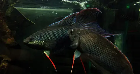 Macropodus erythropterus