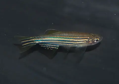 斑马鱼