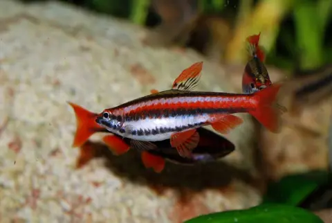Nannostomus mortenthaleri