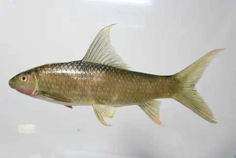 湄公鱼
