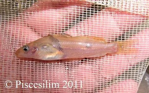 Batasio fluviatilis