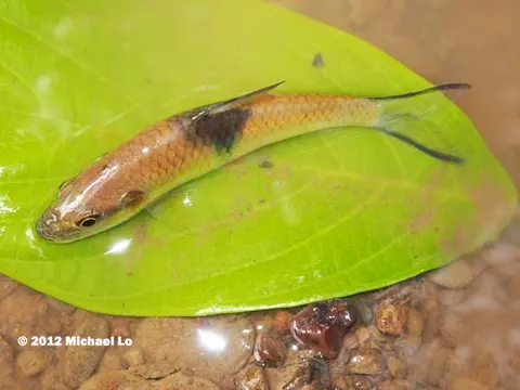 Hampala sabana