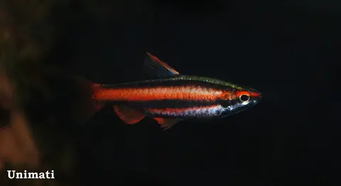 Nannostomus mortenthaleri
