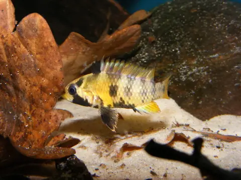 Apistogramma baenschi