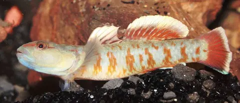 Rhinogobius zhoui