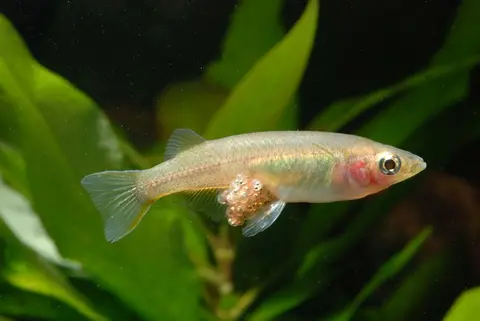 Oryzias eversi