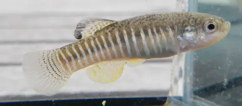 Anatolichthys villwocki