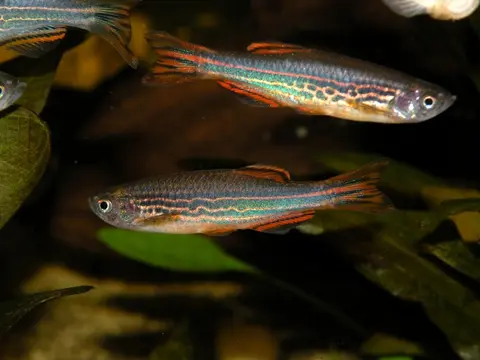 Danio kyathit