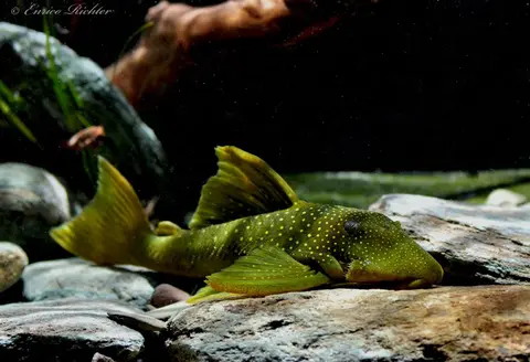 Baryancistrus demantoides