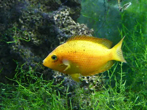 花斑腹丽鱼