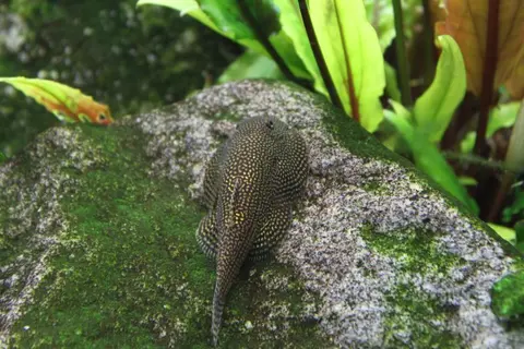 Sewellia sp. 'SEW01'