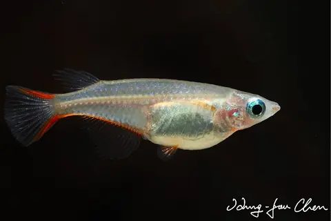 Oryzias woworae